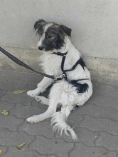 GARY, Hund, Mischlingshund in Rumänien - Bild 2