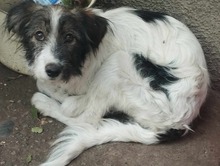 GARY, Hund, Mischlingshund in Rumänien - Bild 3