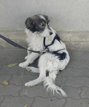 GARY, Hund, Mischlingshund in Rumänien - Bild 4