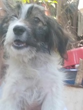 GARY, Hund, Mischlingshund in Rumänien - Bild 5