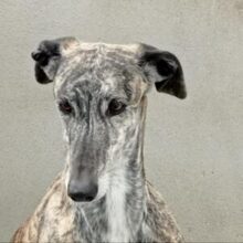 PERLA, Hund, Galgo Español in Spanien - Bild 1