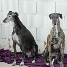 PERLA, Hund, Galgo Español in Spanien - Bild 10