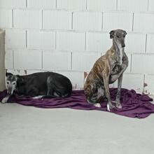 PERLA, Hund, Galgo Español in Spanien - Bild 11