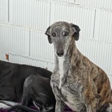 PERLA, Hund, Galgo Español in Spanien - Bild 12