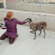 PERLA, Hund, Galgo Español in Spanien - Bild 2