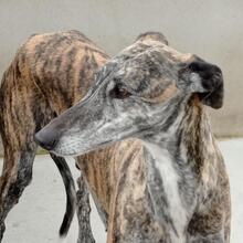 PERLA, Hund, Galgo Español in Spanien - Bild 3
