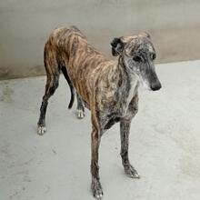 PERLA, Hund, Galgo Español in Spanien - Bild 4