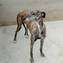 PERLA, Hund, Galgo Español in Spanien - Bild 5