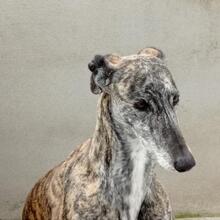 PERLA, Hund, Galgo Español in Spanien - Bild 6