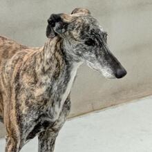 PERLA, Hund, Galgo Español in Spanien - Bild 7