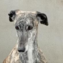 PERLA, Hund, Galgo Español in Spanien - Bild 8