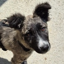 FRANCES, Hund, Mischlingshund in Rumänien - Bild 1