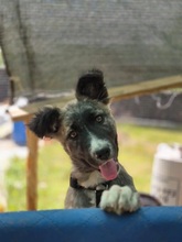 FRANCES, Hund, Mischlingshund in Rumänien - Bild 2