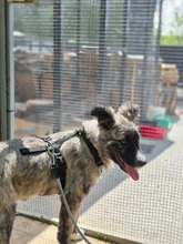 FRANCES, Hund, Mischlingshund in Rumänien - Bild 3