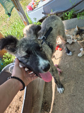FRANCES, Hund, Mischlingshund in Rumänien - Bild 4