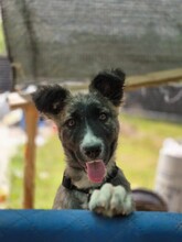 FRANCES, Hund, Mischlingshund in Rumänien - Bild 5