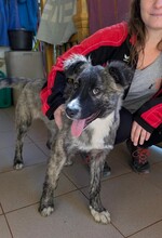 FRANCES, Hund, Mischlingshund in Rumänien - Bild 7