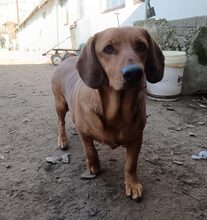 RAFAEL, Hund, Dackel-Mix in Ungarn - Bild 1