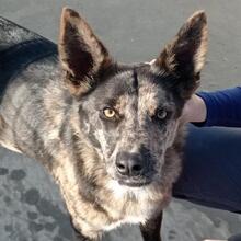 INA, Hund, Hütehund-Mix in Spanien - Bild 2