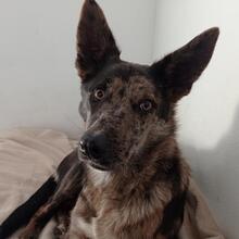 INA, Hund, Hütehund-Mix in Spanien - Bild 4