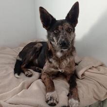 INA, Hund, Hütehund-Mix in Spanien - Bild 5