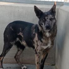 INA, Hund, Hütehund-Mix in Spanien - Bild 6