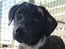 BISCUIT, Hund, Mischlingshund in Griechenland - Bild 1
