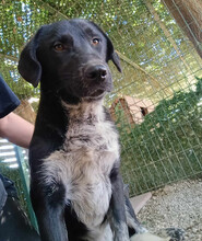 BISCUIT, Hund, Mischlingshund in Griechenland - Bild 2