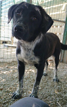 BISCUIT, Hund, Mischlingshund in Griechenland - Bild 3