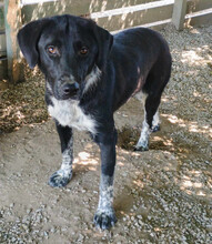 BISCUIT, Hund, Mischlingshund in Griechenland - Bild 4