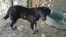 BISCUIT, Hund, Mischlingshund in Griechenland - Bild 5