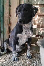 BISCUIT, Hund, Mischlingshund in Griechenland - Bild 6