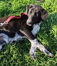 BISCUIT, Hund, Mischlingshund in Griechenland - Bild 7