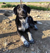 BISCUIT, Hund, Mischlingshund in Griechenland - Bild 8