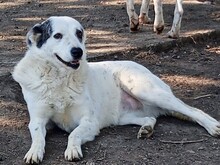 FARINA, Hund, Mischlingshund in Griechenland