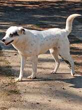 FARINA, Hund, Mischlingshund in Griechenland - Bild 3