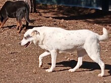 FARINA, Hund, Mischlingshund in Griechenland - Bild 5