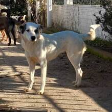 FARINA, Hund, Mischlingshund in Griechenland - Bild 6