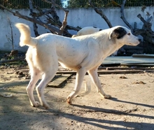 FARINA, Hund, Mischlingshund in Griechenland - Bild 7