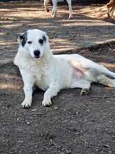 FARINA, Hund, Mischlingshund in Griechenland - Bild 8