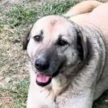 YONA, Hund, Mischlingshund in Bulgarien - Bild 1