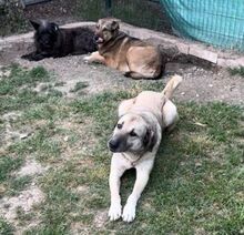 YONA, Hund, Mischlingshund in Bulgarien - Bild 2