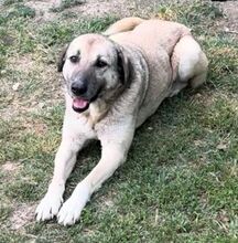 YONA, Hund, Mischlingshund in Bulgarien - Bild 3