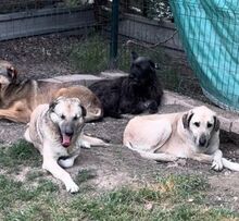 YONA, Hund, Mischlingshund in Bulgarien - Bild 4