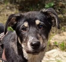NORTH, Hund, Mischlingshund in Griechenland - Bild 2