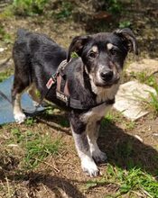 NORTH, Hund, Mischlingshund in Griechenland - Bild 3