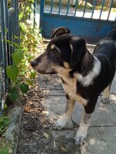 NORTH, Hund, Mischlingshund in Griechenland - Bild 4