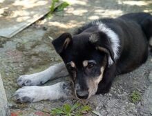 NORTH, Hund, Mischlingshund in Griechenland - Bild 6