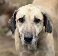 GONA, Hund, Mischlingshund in Bulgarien