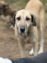 GONA, Hund, Mischlingshund in Bulgarien - Bild 3